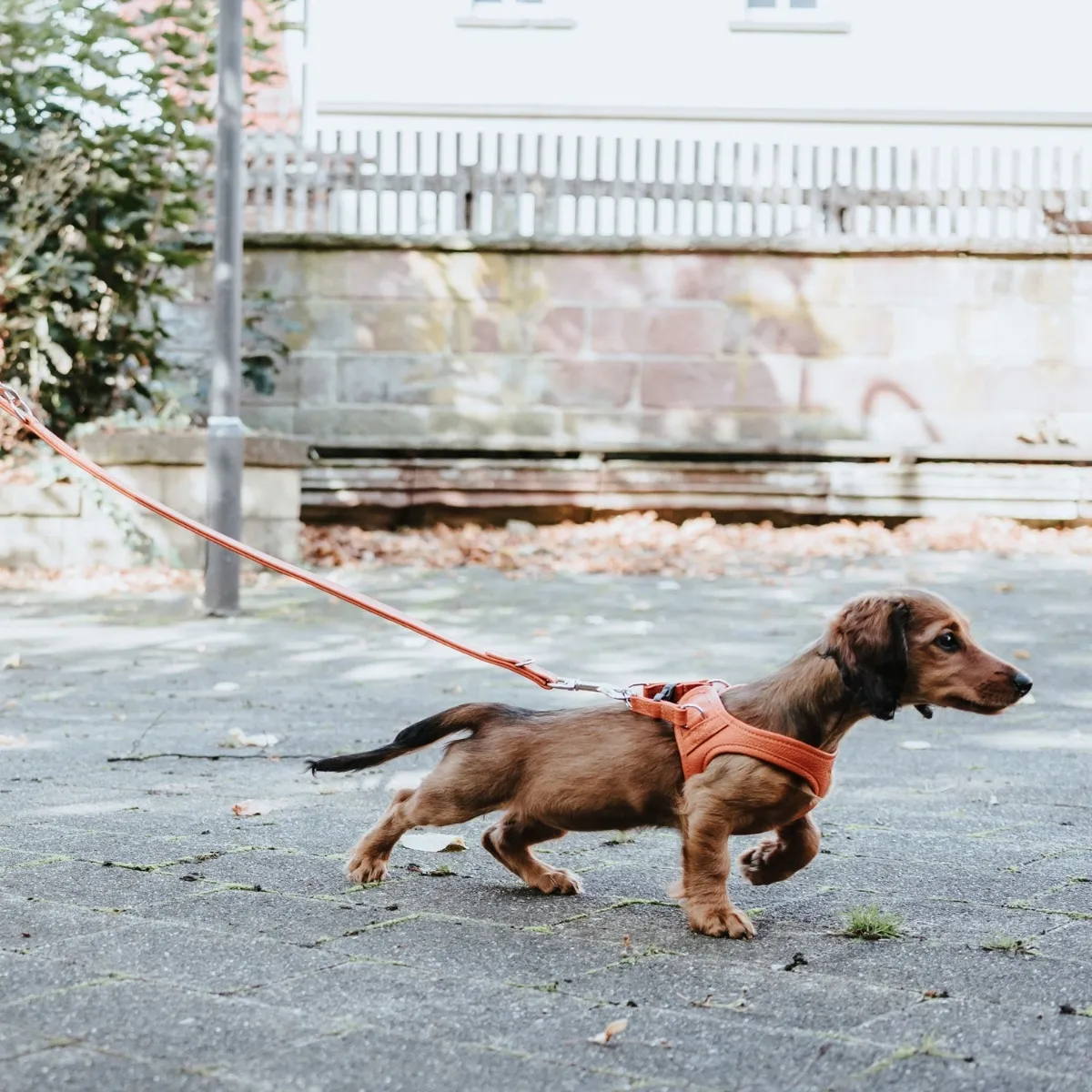 Hunter Hilo Step-In krūšu siksna in XS-S orange leather - Produkta attēls 3